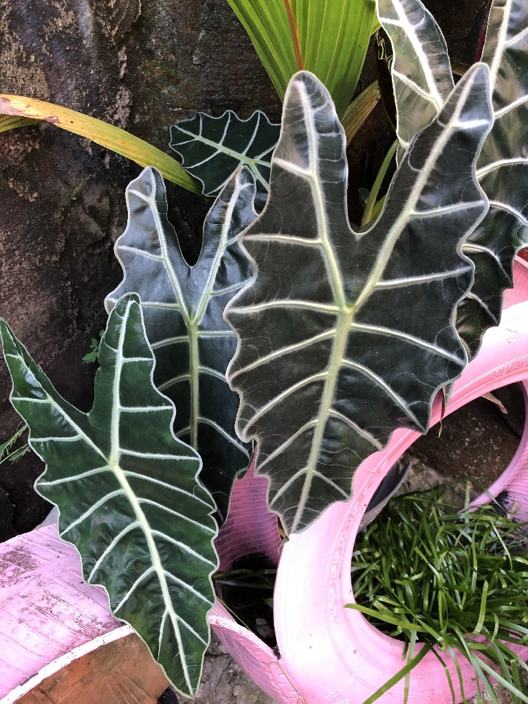 Alocasia amazonica Polly