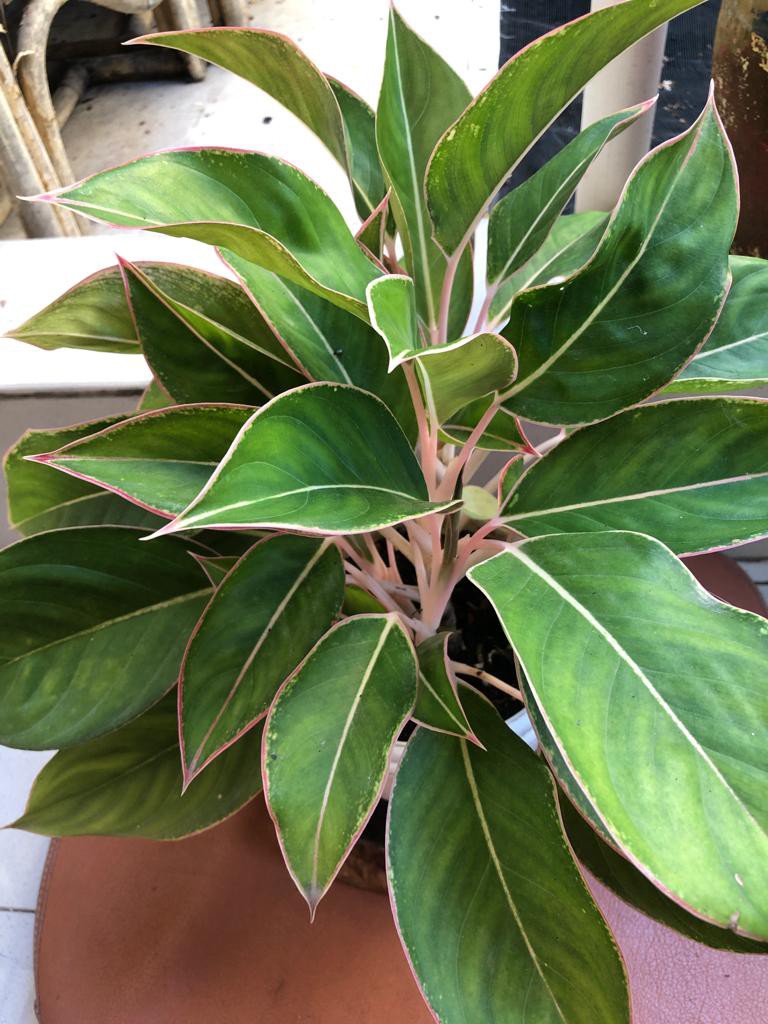 Aglonema Lipstik Flamingo