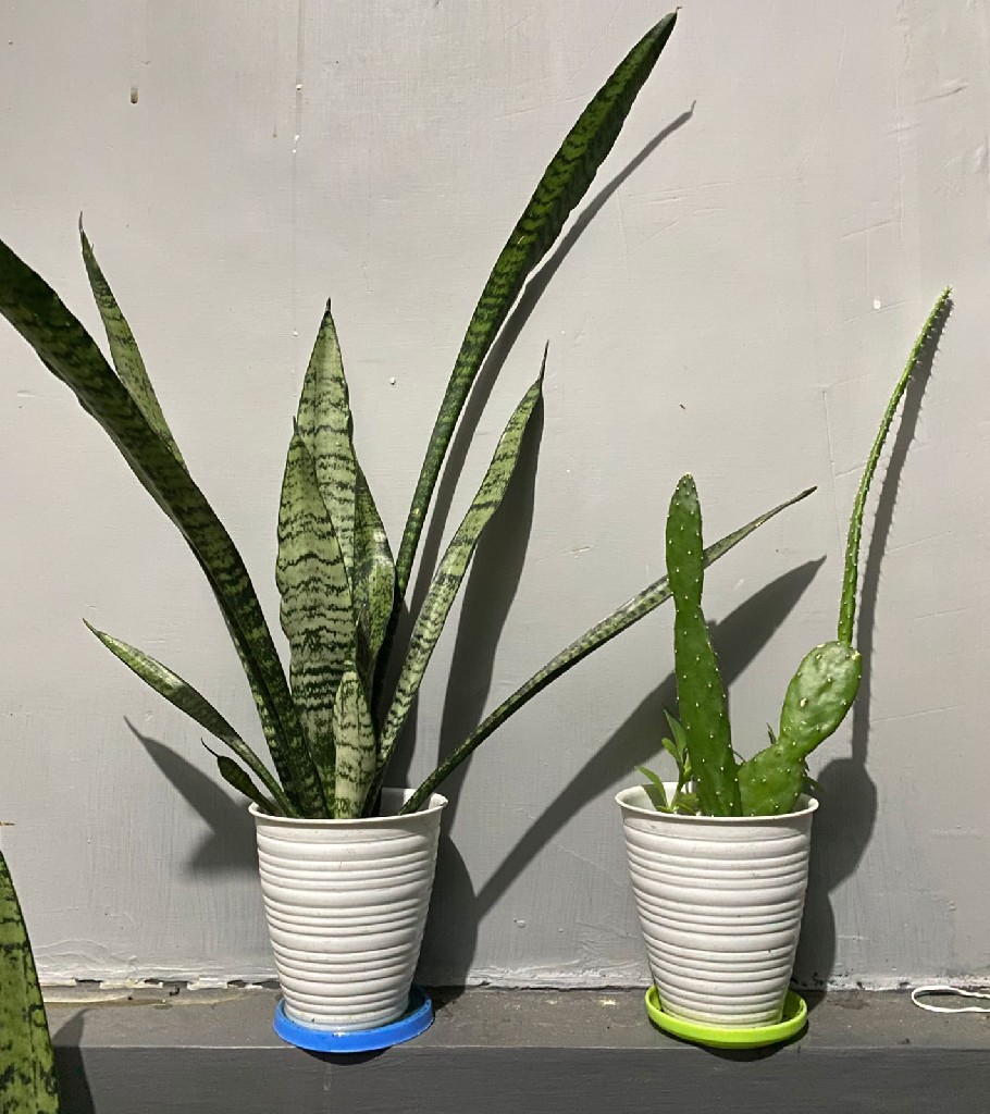 kaktus dan lidah mertua