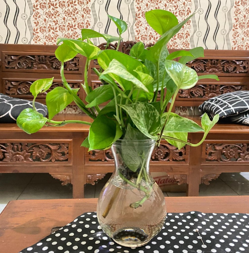 Tanaman hias sirih gading