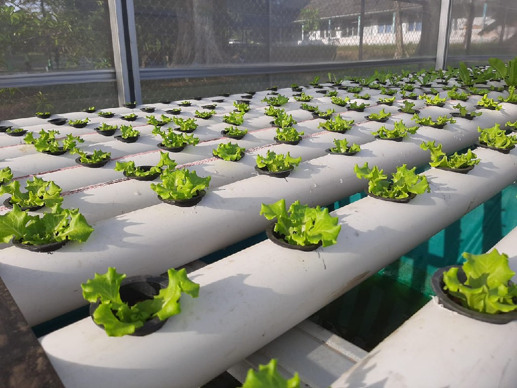 Selada Hijau Segar Hidroponik