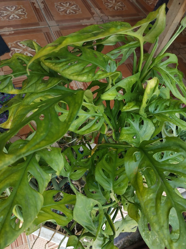 tanaman hias viral
janda bolong