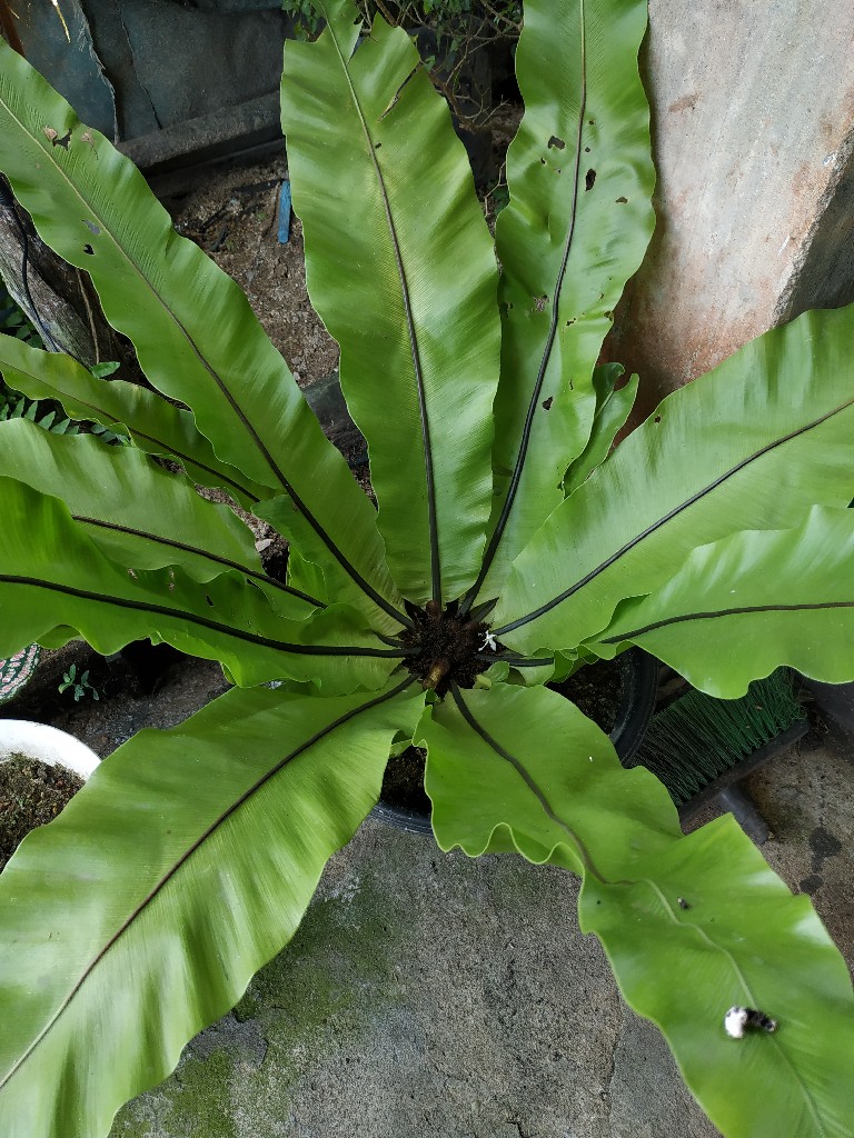 percantik taman dengan daun ini!!