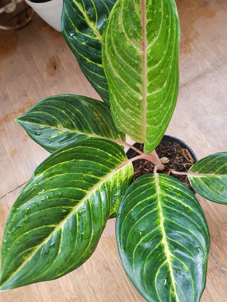 Aglaonema caribbean