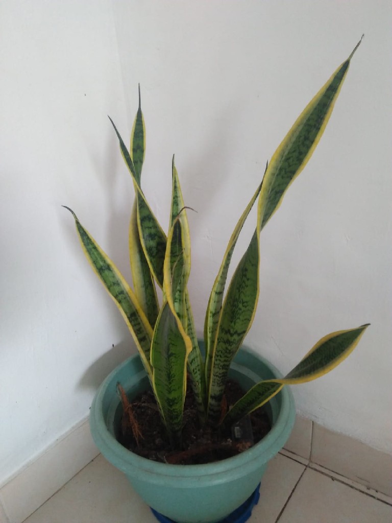 lidah mertua (sansivieria trifasciata)