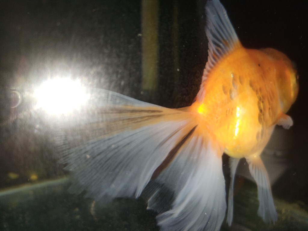 ikan Hias mas koki (Female)