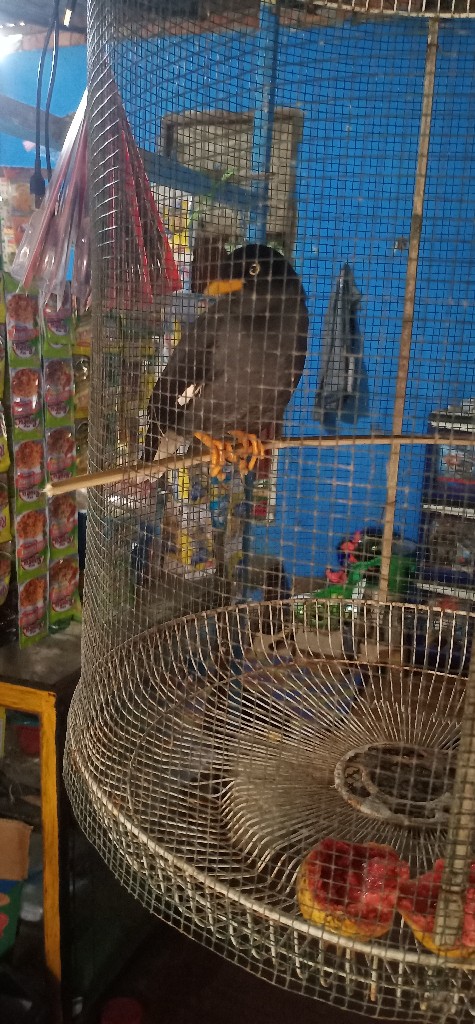 di cari yang mau merawatnya