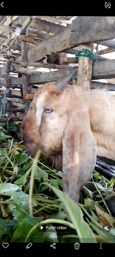 Kambing Kurban
