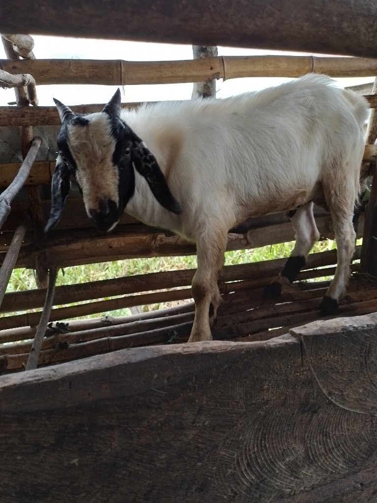 Kambing Kurban