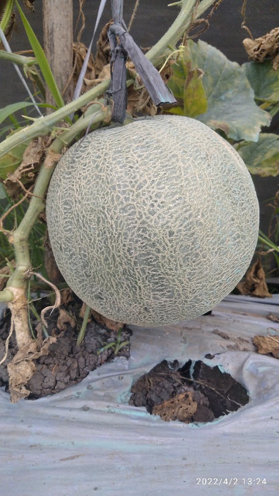 buah melon
