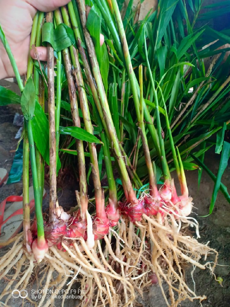 Jual bibit jahe merah