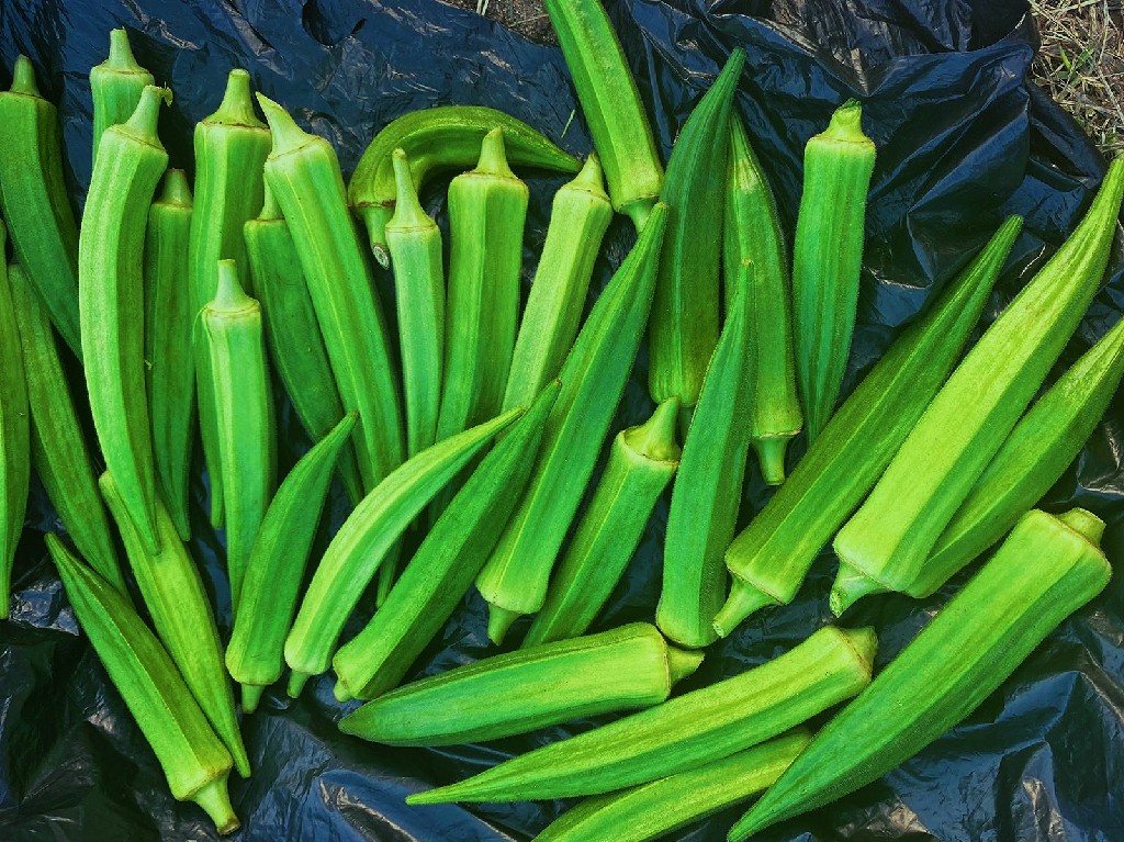 OKRA HIJAU FRESH