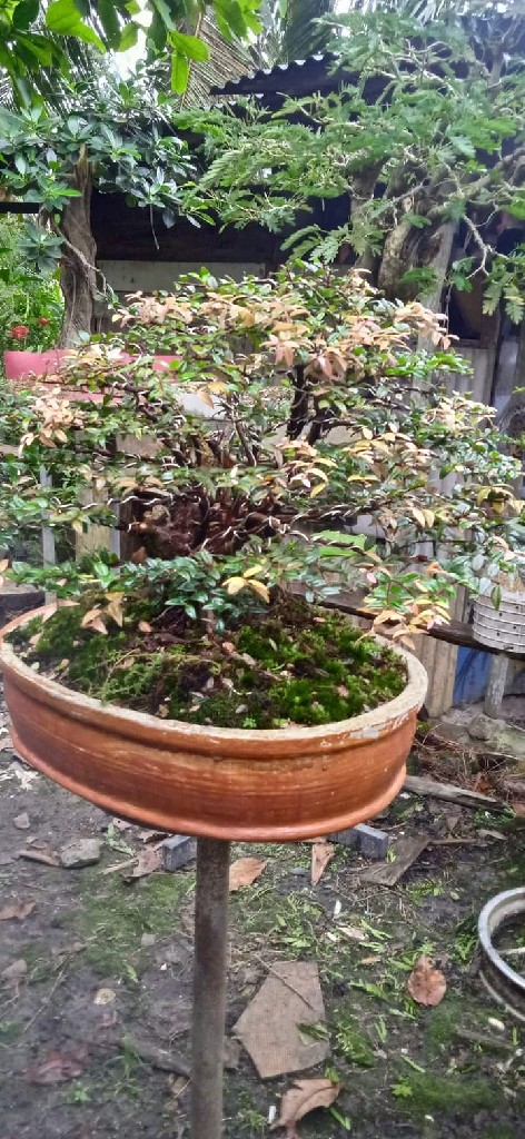 Ready Bongsai Pribadi Setiap Hari Dirawat