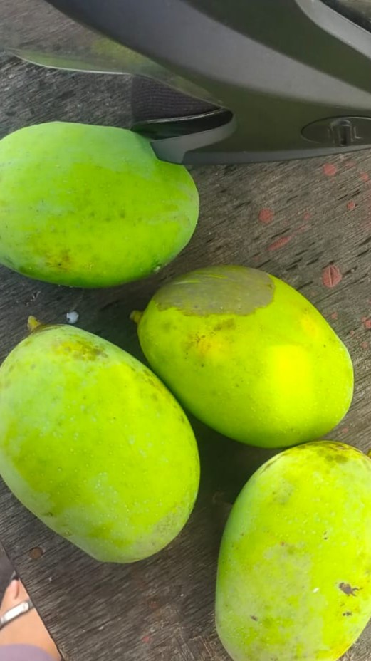 Mangga Muda